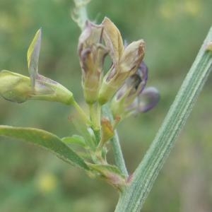 Photographie n°893979 du taxon Medicago x varia Martyn [1792]