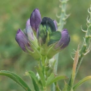 Photographie n°893980 du taxon Medicago x varia Martyn [1792]
