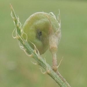 Photographie n°893982 du taxon Medicago x varia Martyn [1792]