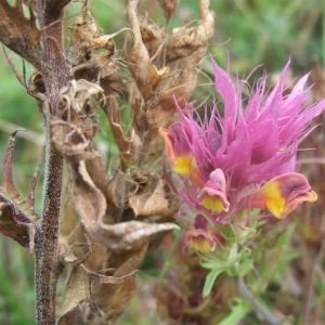 Photographie n°893983 du taxon Melampyrum arvense L. [1753]