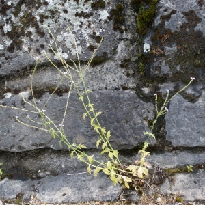 Photographie n°895201 du taxon Verbena officinalis L. [1753]