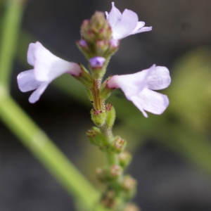 Photographie n°895207 du taxon Verbena officinalis L. [1753]