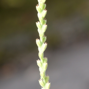 Photographie n°895209 du taxon Verbena officinalis L. [1753]