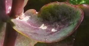 Giovanni LEONARDI, le 13 août 2016 (38060 Terragnolo, Province of Trento, Italy)