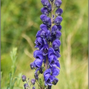  - Aconitum napellus subsp. vulgare (DC.) Rouy & Foucaud [1893]