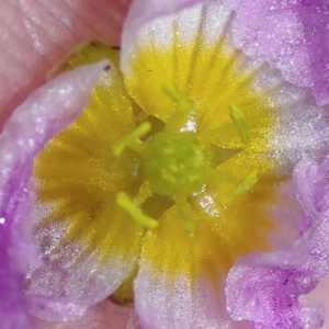 Baldellia ranunculoides subsp. cavanillesii Molina Abril, A.Galán, Pizarro & Sard.Rosc.