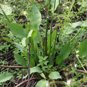 Photographie n°896753 du taxon Alisma plantago-aquatica L. [1753]