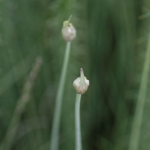 Photographie n°896765 du taxon Allium ericetorum Thore [1803]