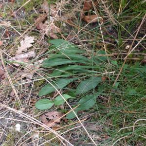 Photographie n°896980 du taxon Hieracium umbellatum L. [1753]