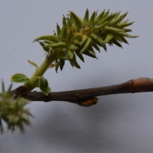 Photographie n°897230 du taxon Salix cinerea L. [1753]