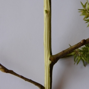 Photographie n°897231 du taxon Salix cinerea L. [1753]