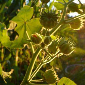  - Abutilon theophrasti Medik.