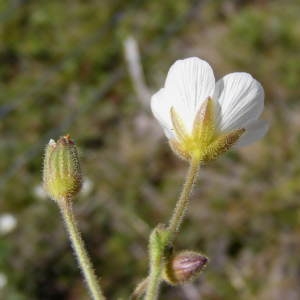 Photographie n°897855 du taxon Minuartia capillacea (All.) Graebn. [1918]