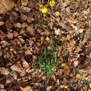 Photographie n°897939 du taxon Hieracium umbellatum L. [1753]