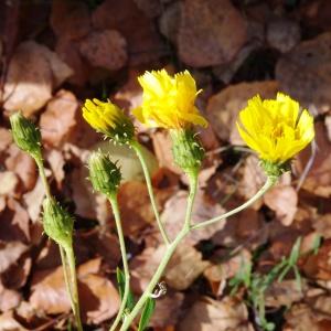 Photographie n°897946 du taxon Hieracium umbellatum L. [1753]