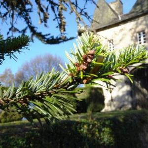 Photographie n°898068 du taxon Abies grandis (Douglas ex D.Don) Lindl. [1833]