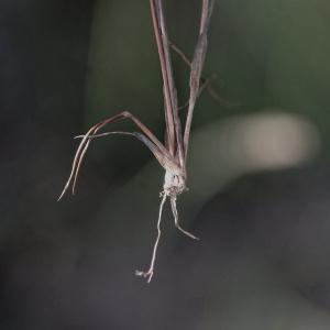 Photographie n°898518 du taxon Juncus tenageia Ehrh. ex L.f. [1782]