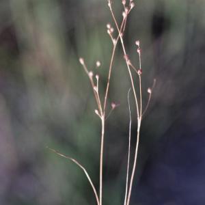 Photographie n°898529 du taxon Juncus tenageia Ehrh. ex L.f. [1782]