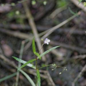 Photographie n°898647 du taxon Veronica scutellata L. [1753]