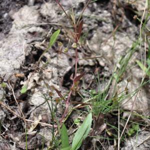 Photographie n°898656 du taxon Veronica scutellata L. [1753]