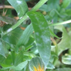 Photographie n°898977 du taxon Calendula officinalis L. [1753]