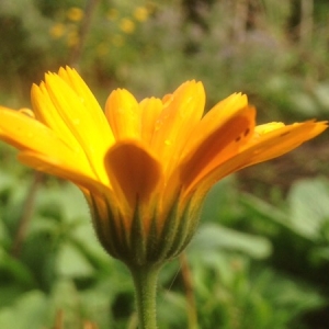 Photographie n°898979 du taxon Calendula officinalis L. [1753]