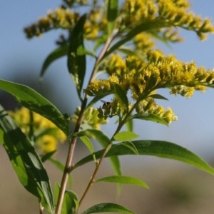  - Solidago gigantea Aiton [1789]