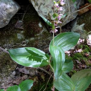 Photographie n°899687 du taxon Epipactis helleborine (L.) Crantz [1769]