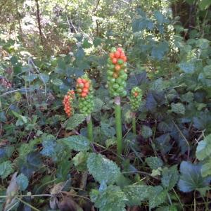 Photographie n°899770 du taxon Arum italicum var. italicum 