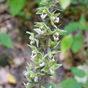 Photographie n°899791 du taxon Epipactis helleborine (L.) Crantz [1769]