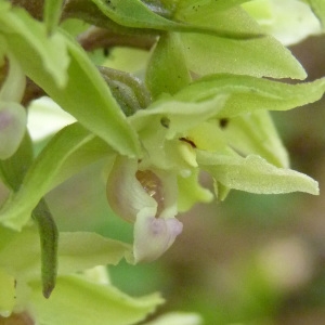 Photographie n°899795 du taxon Epipactis helleborine (L.) Crantz [1769]