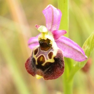 Photographie n°900058 du taxon Ophrys fuciflora subsp. elatior (Gumpr. ex Paulus) Engel & Quentin [1993]