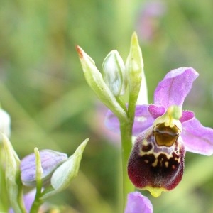 Photographie n°900059 du taxon Ophrys fuciflora subsp. elatior (Gumpr. ex Paulus) Engel & Quentin [1993]