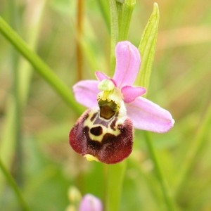 Photographie n°900060 du taxon Ophrys fuciflora subsp. elatior (Gumpr. ex Paulus) Engel & Quentin [1993]