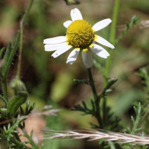 Photographie n°900471 du taxon Cladanthus mixtus (L.) Chevall. [1827]