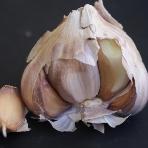 Photographie n°901294 du taxon Allium sativum L. [1753]