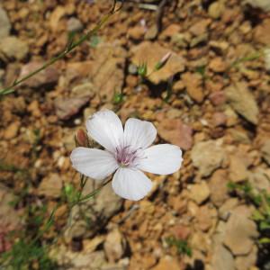 Photographie n°901336 du taxon Linum tenuifolium L. [1753]