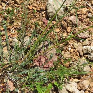 Photographie n°901337 du taxon Linum tenuifolium L. [1753]