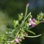  Pierre Crouzet - Epilobium hirsutum L. [1753]