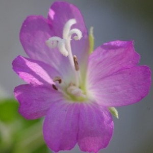  - Epilobium hirsutum L. [1753]