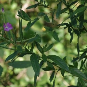 Photographie n°901506 du taxon Epilobium hirsutum L. [1753]