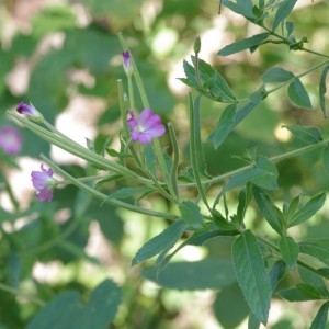 Photographie n°901507 du taxon Epilobium hirsutum L. [1753]