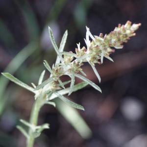 Photographie n°902370 du taxon Gnaphalium antillanum Urb. [1915]