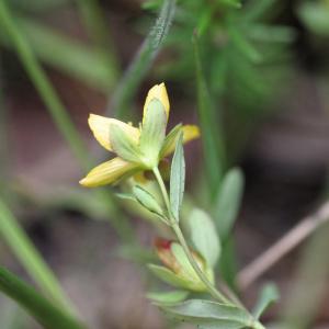 Photographie n°902382 du taxon Hypericum humifusum L. [1753]