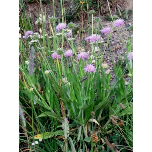 Knautia longifolia sensu H.J.Coste (Knautie de Godet)