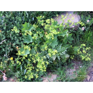 Alchemilla colorata subsp. lapeyrousii (Buser) Malag. (Alchémille de Lapeyrouse)