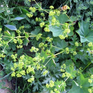 Photographie n°903953 du taxon Alchemilla lapeyrousii Buser [1893]