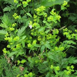 Photographie n°905151 du taxon Euphorbia stricta L. [1759]
