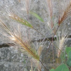 Photographie n°905152 du taxon Hordeum murinum subsp. leporinum (Link) Arcang. [1882]