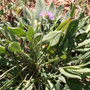 Photographie n°906459 du taxon Knautia arvensis (L.) Coult. [1828]